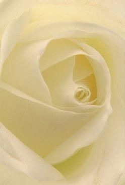 This intimate portrait reveals the soul of a South Norwood rose-each ivory petal curling inwards with gentle harmony, almost translucent, inviting the eye to linger over its velvety texture. The creamy whites, kissed with the faintest hint of soft lemon, glow under filtered natural light reminiscent of early mornings near the South Norwood Country Park. The close vantage celebrates every nuance: how the petals layer with both strength and grace, how their edges seem touched by dew. There's a tranquil elegance to the scene, recalling the hush that settles before a celebration or the quiet sentiment of an anniversary bouquet prepared by a caring florist. The rose, captured with such clarity, speaks of steadfast love and comfort, as if its soothing fragrance fills a sun-dappled room just off Portland Road. Its form radiates a sense of timelessness-wholly appropriate for sympathy flowers, tokens of gratitude, or centrepieces at community gatherings here in South Norwood. You can nearly feel the skilled hands that selected and arranged this bloom, striving to convey genuine feeling without the need for words. It is the quiet artistry and attention to every petal that sets local floristry apart, making such arrangements beloved for every special moment.